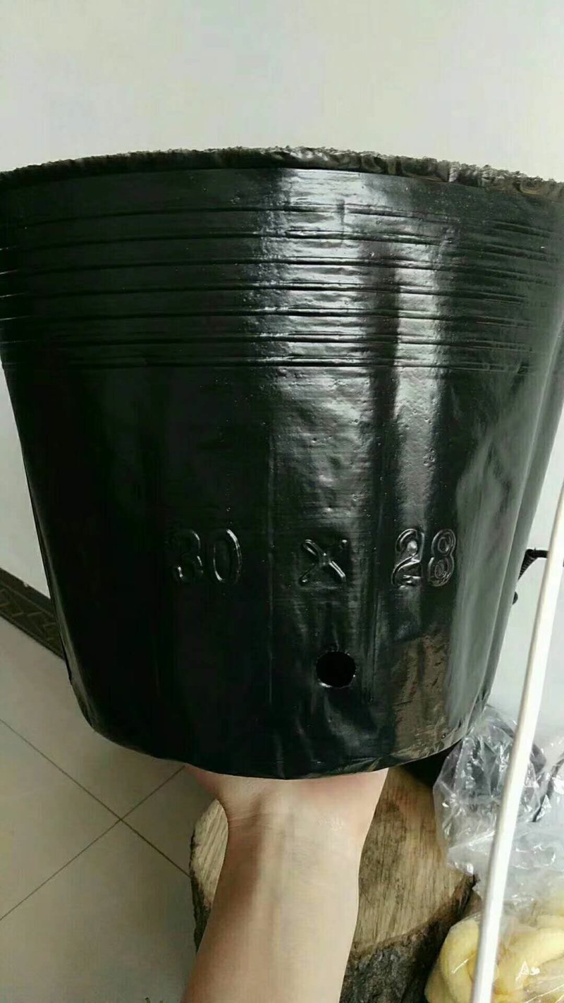 营养杯营养钵育苗盆，树苗杯