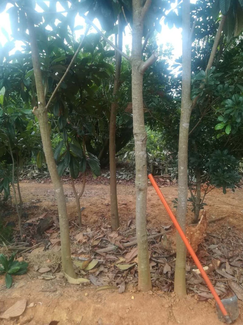 枇杷树
