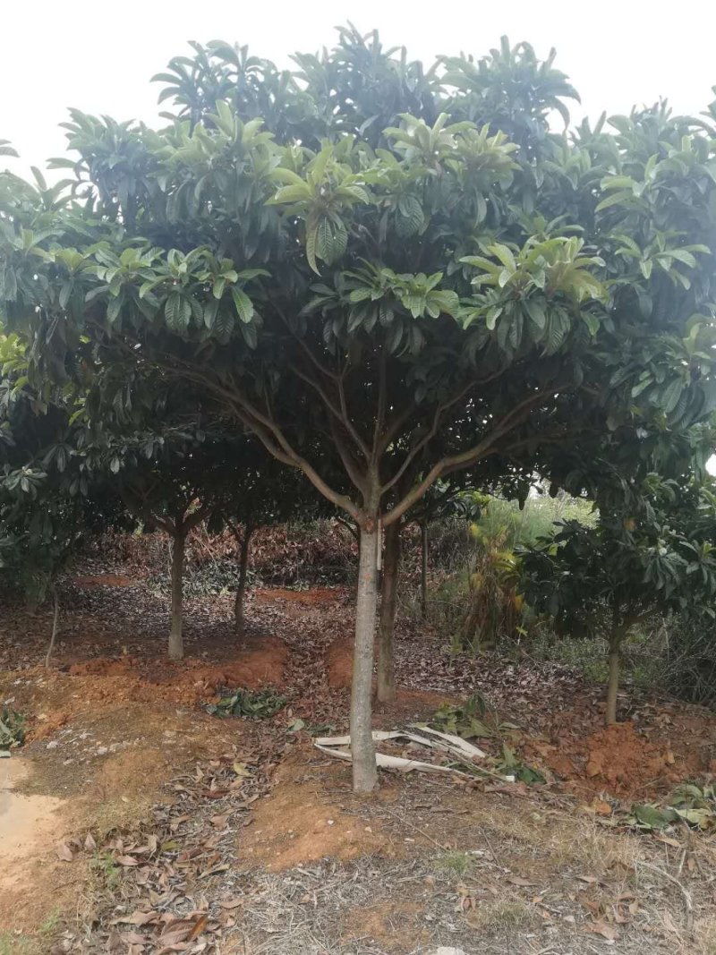 枇杷树