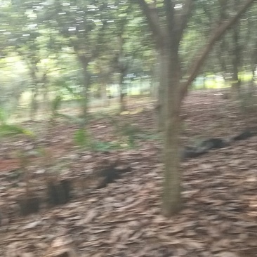 枇杷树