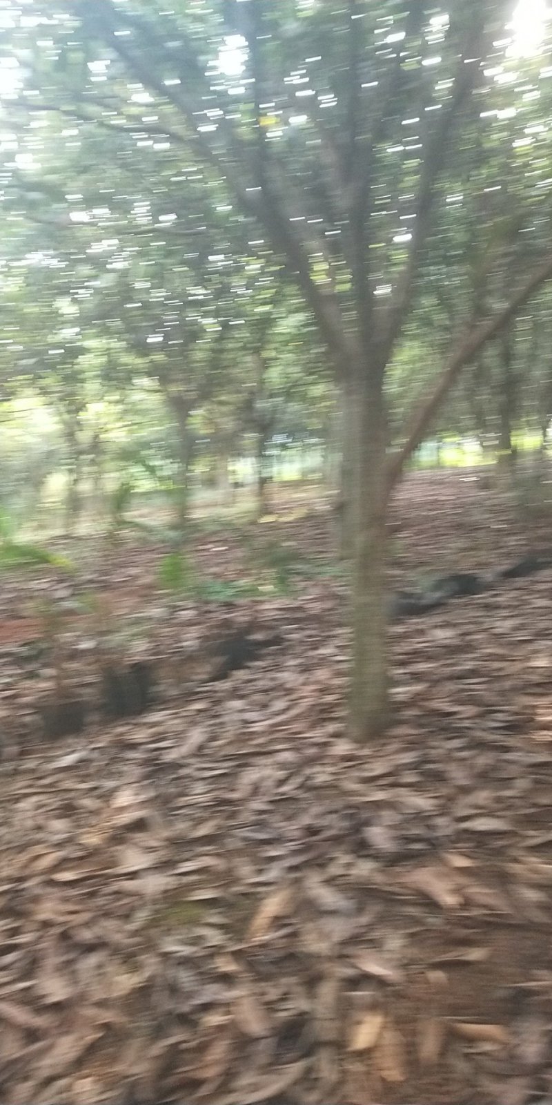 枇杷树