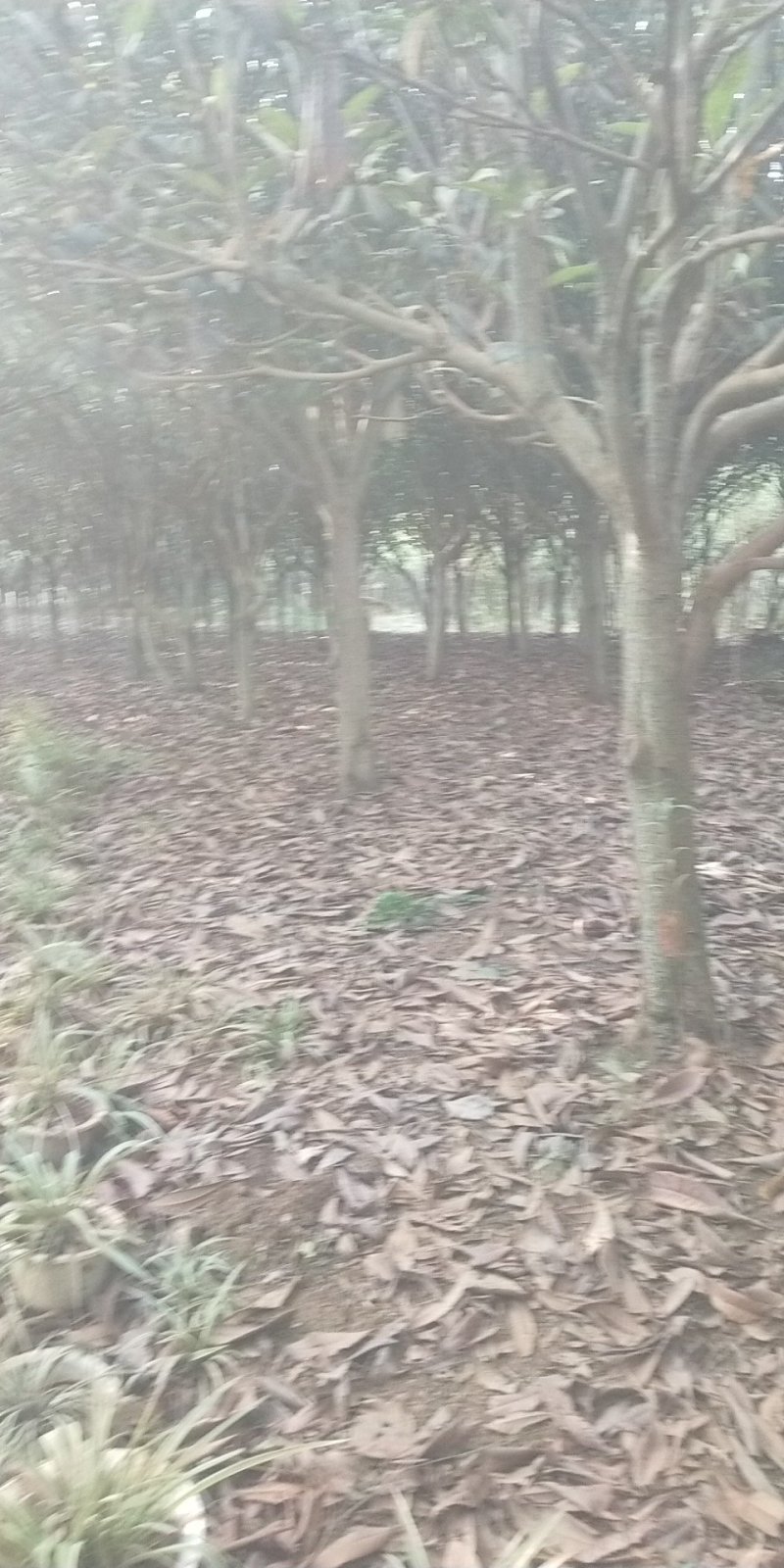 枇杷树