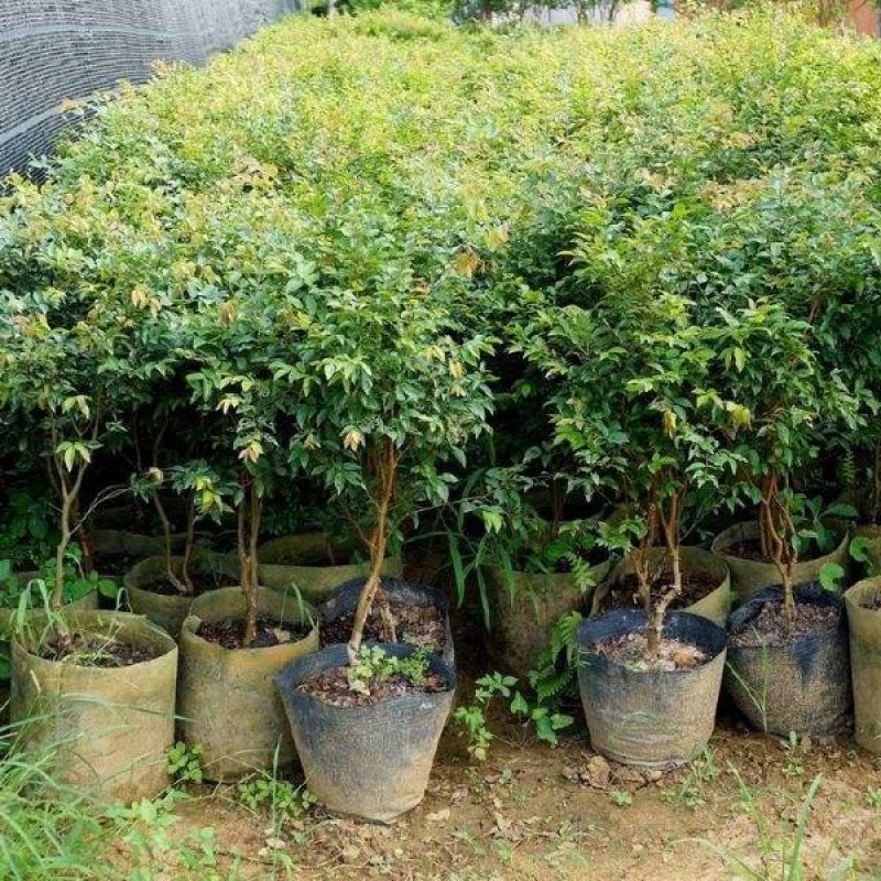 嘉宝果苗树葡萄苗