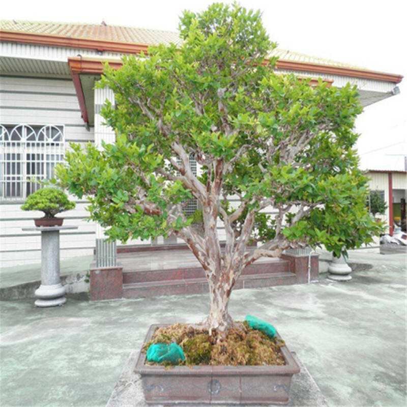 嘉宝果苗树葡萄苗