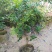 嘉宝果苗树葡萄苗