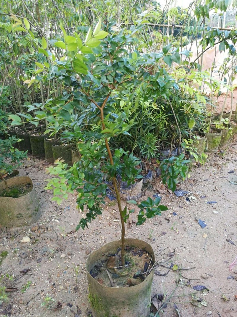 嘉宝果苗树葡萄苗