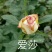 精品大花复色玫瑰小苗，根系发达易成活，一年四季开花