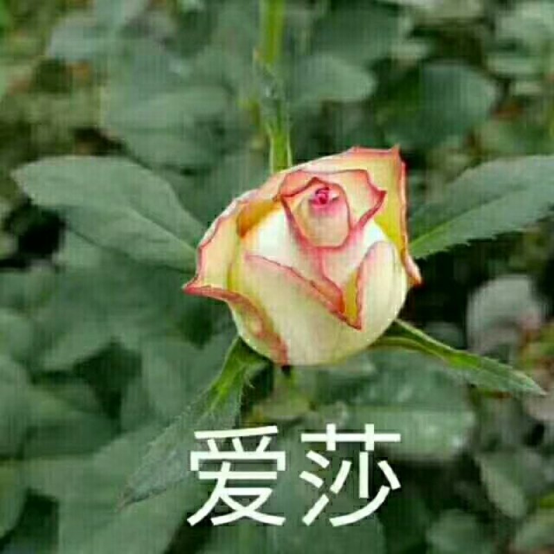 精品大花复色玫瑰小苗，根系发达易成活，一年四季开花