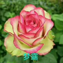 精品大花复色玫瑰小苗，根系发达易成活，一年四季开花
