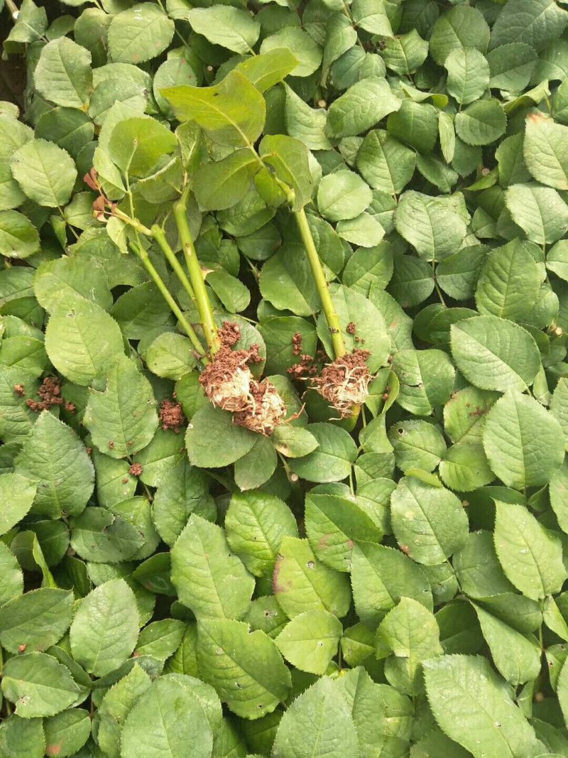 精品大花复色玫瑰小苗，根系发达易成活，一年四季开花