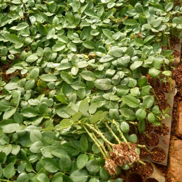 精品大花复色玫瑰小苗，根系发达易成活，一年四季开花