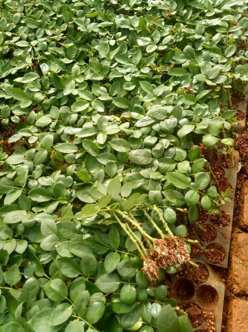 精品大花复色玫瑰小苗，根系发达易成活，一年四季开花