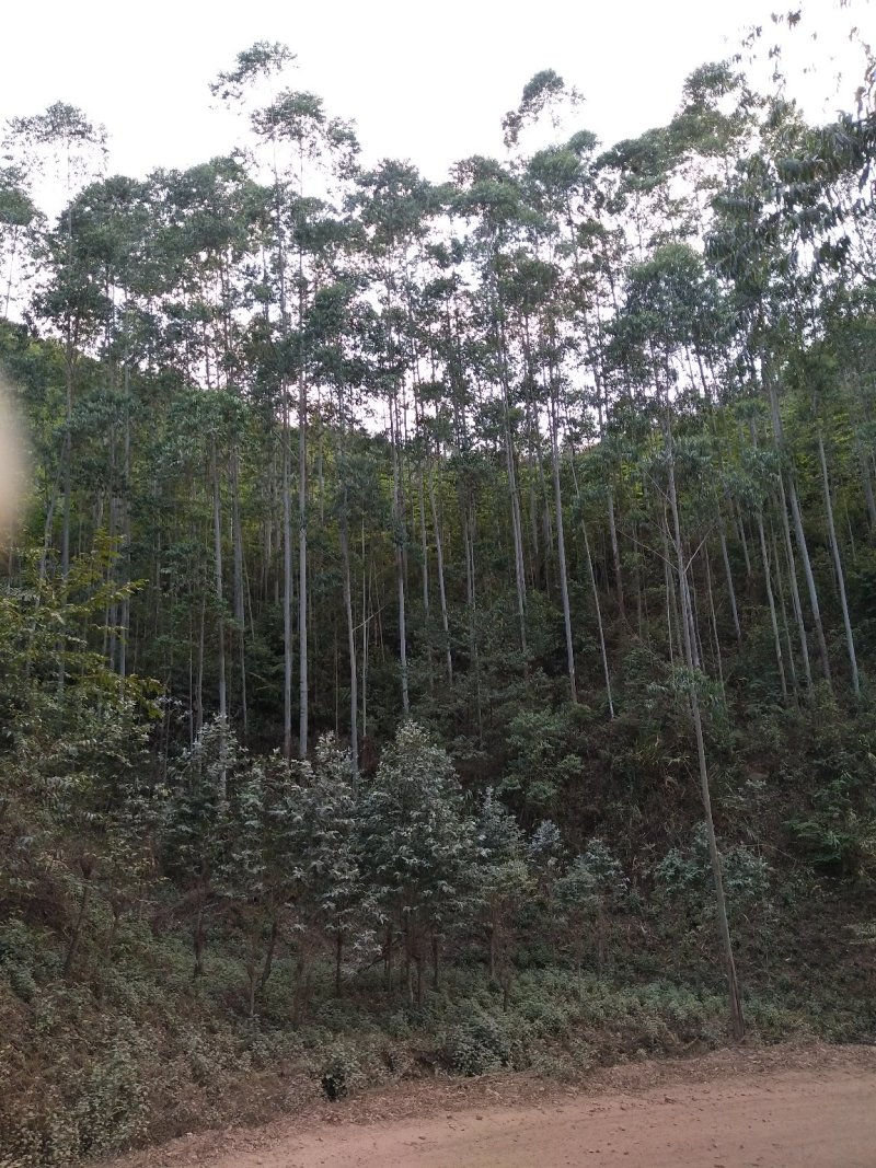桉树木材