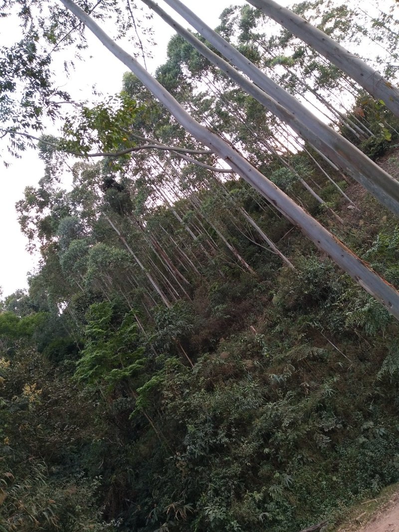 桉树木材