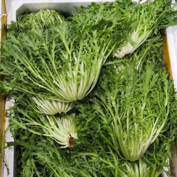 苦苣