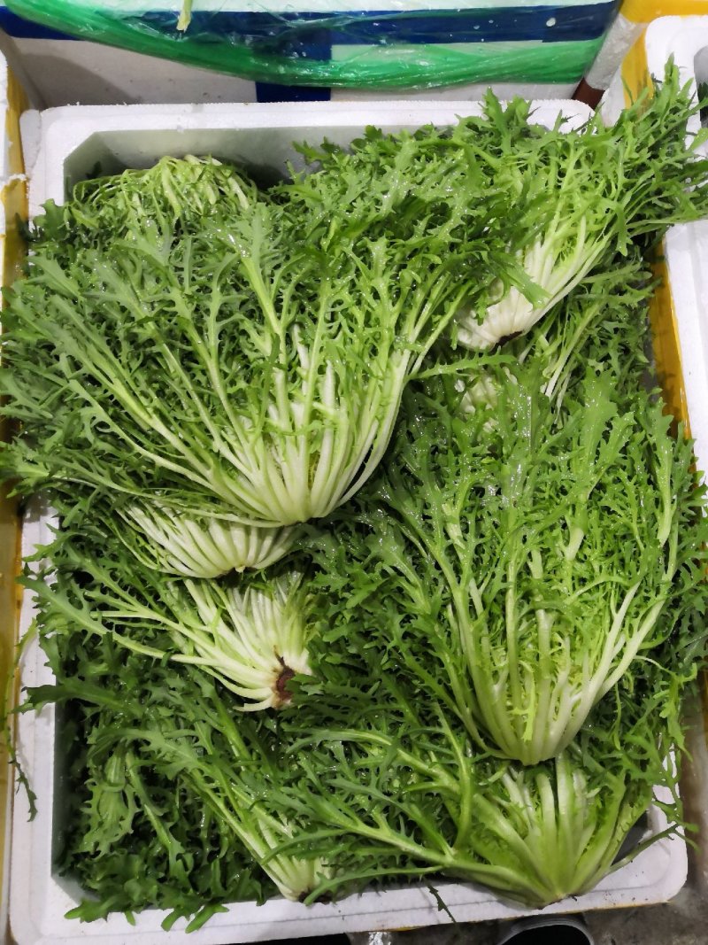 苦苣