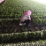 苦苣