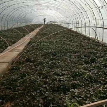 烟薯二十五济薯二十六龙薯九早峰红薯苗