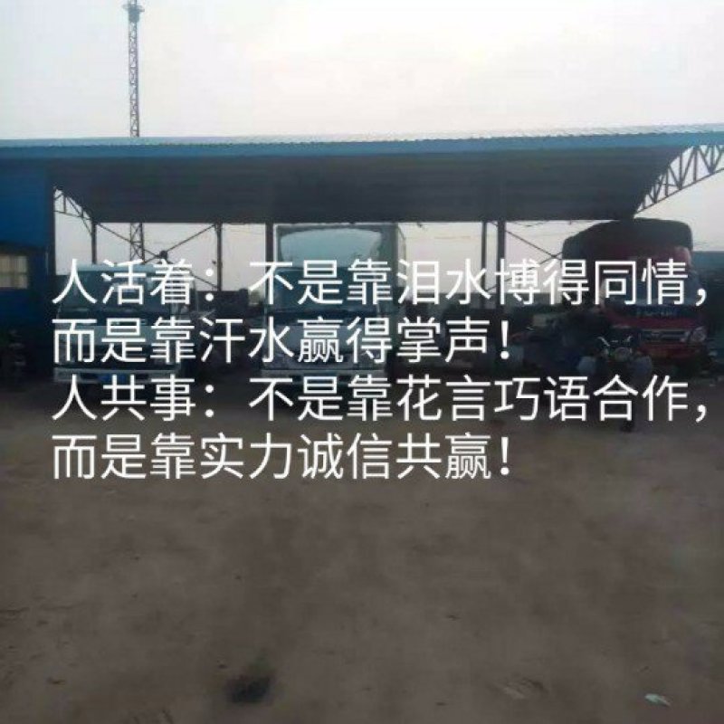 河北油桃毛桃，优质黄油桃六月底上市产地一手货源
