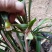 有好货野生兰花（3-4苗1棵，30棵起包邮）