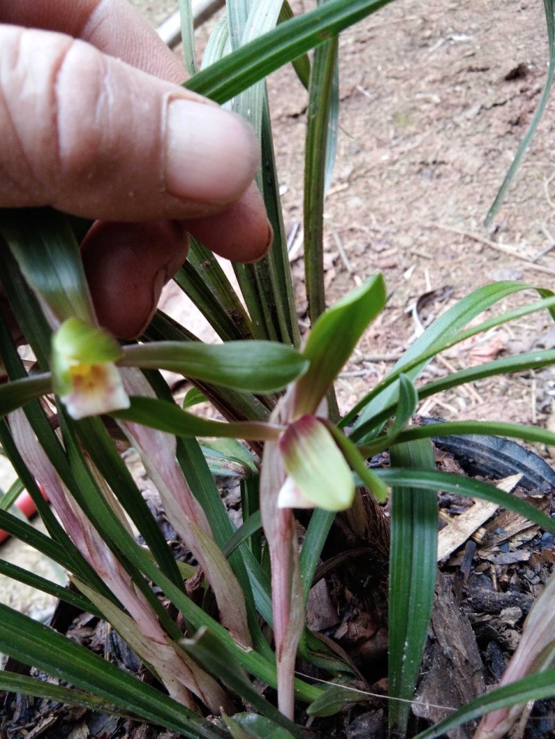 有好货野生兰花（3-4苗1棵，30棵起包邮）