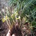 有好货野生兰花（3-4苗1棵，30棵起包邮）
