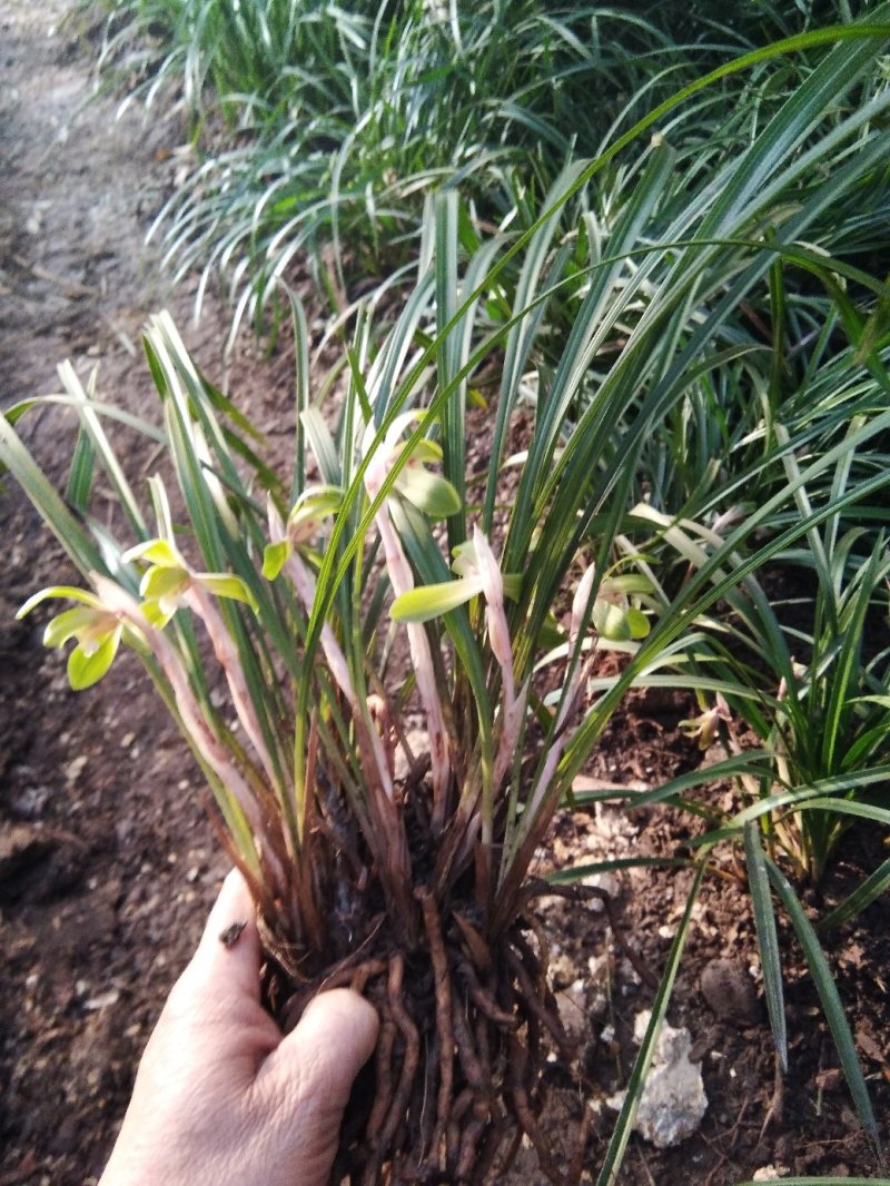 有好货野生兰花（3-4苗1棵，30棵起包邮）