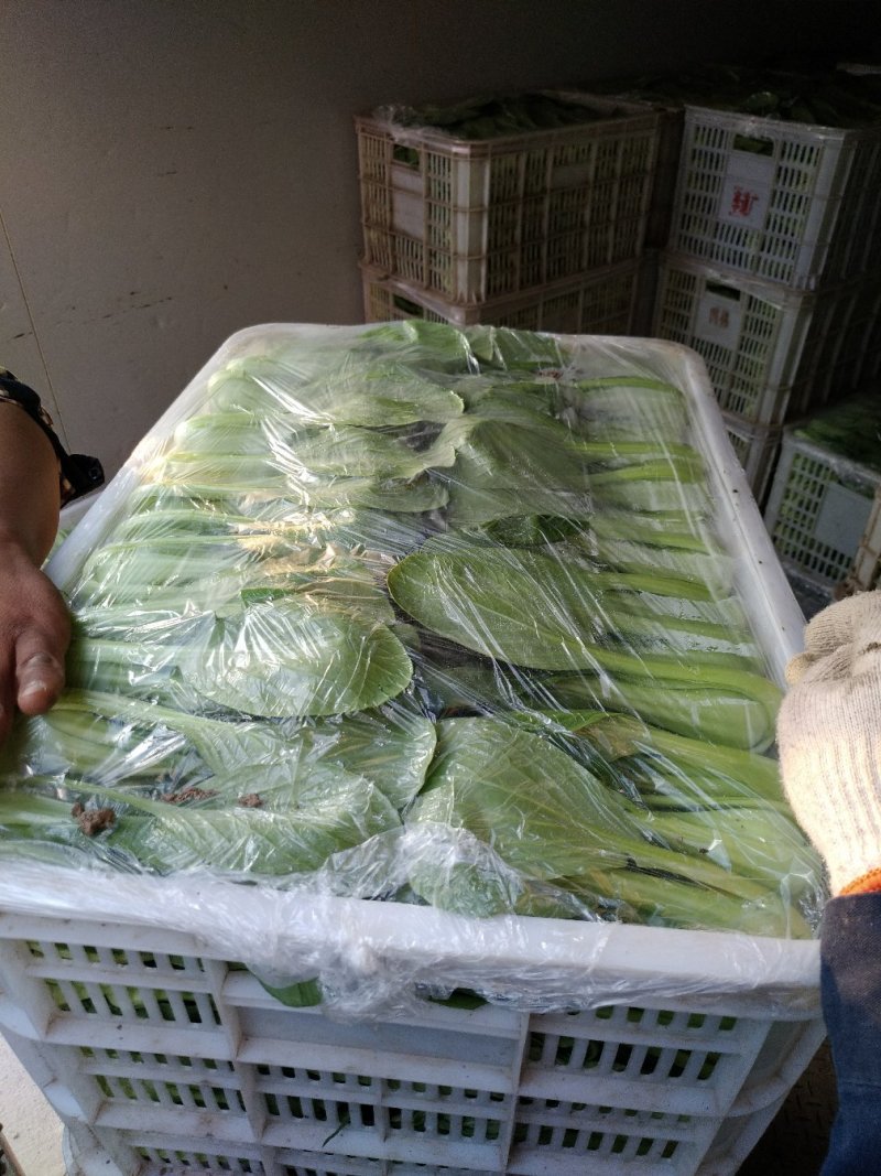 【精品】上海青青梗小油菜改良金品28货源充全国发货