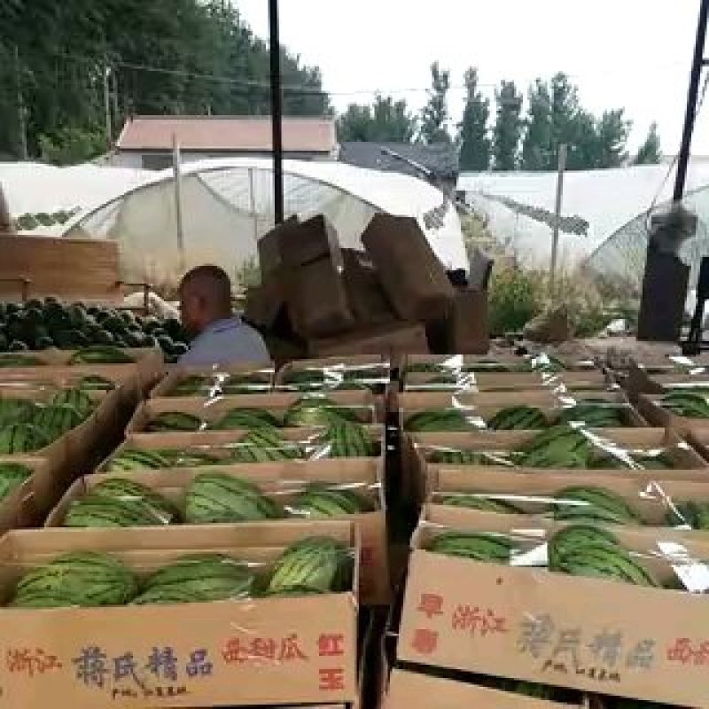 山东全美2K西瓜小糖丸西瓜2k小吊瓜，手剥小西瓜产地直发