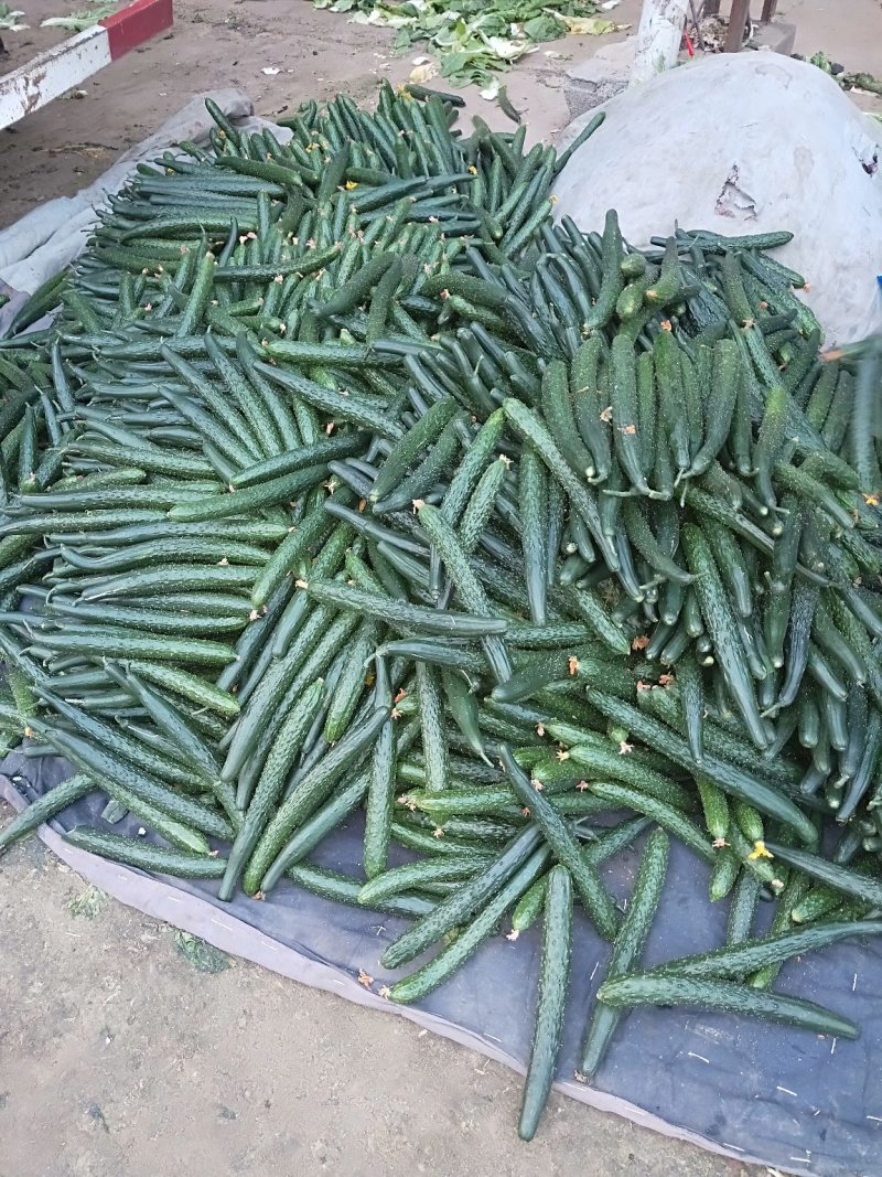 黄瓜