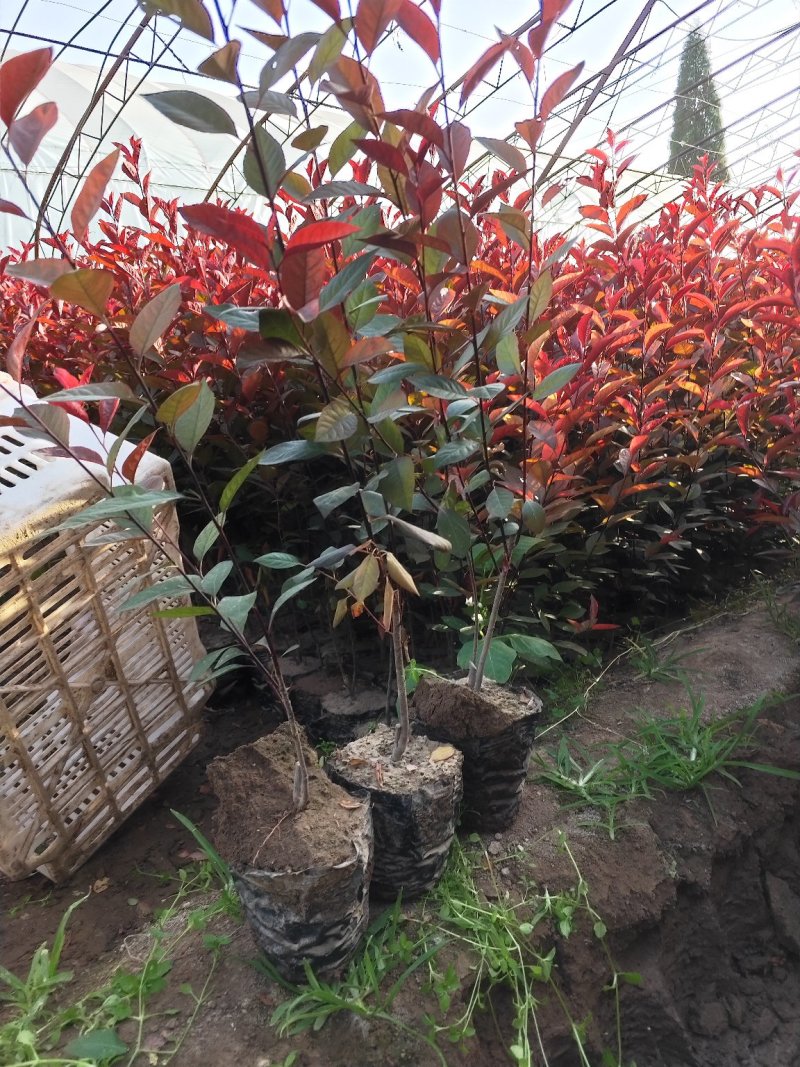 出售营养杯矮樱苗，大田定植矮樱苗，产地直供，