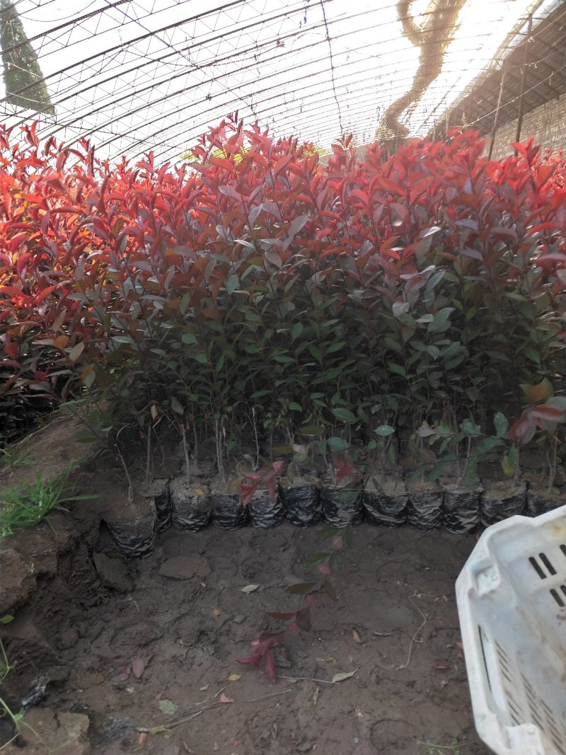 出售营养杯矮樱苗，大田定植矮樱苗，产地直供，