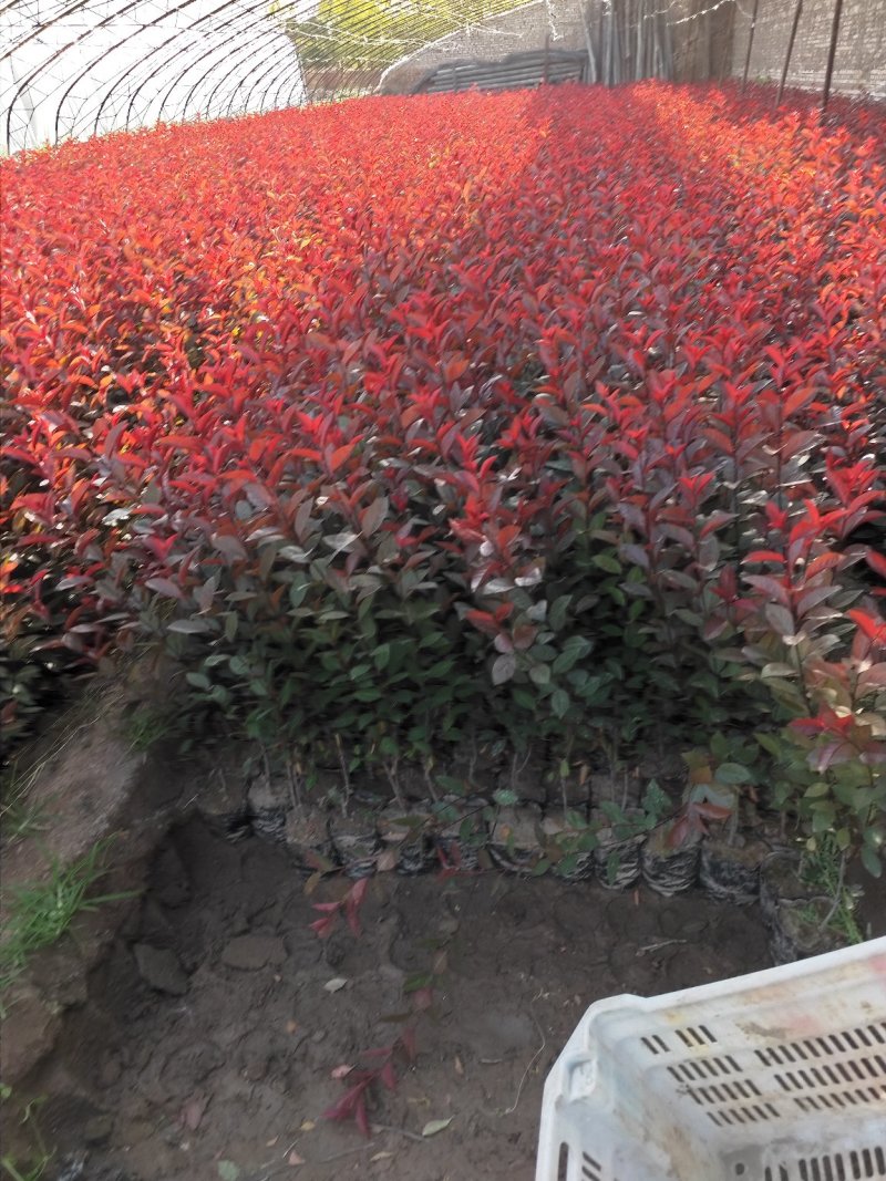 出售营养杯矮樱苗，大田定植矮樱苗，产地直供，