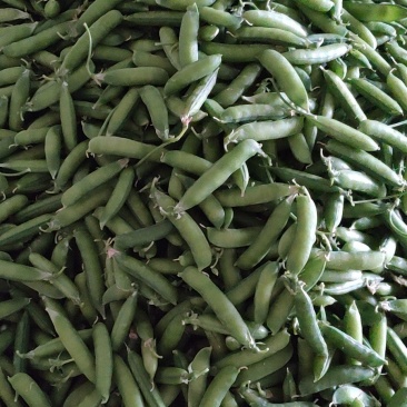 豌豆荚上市了