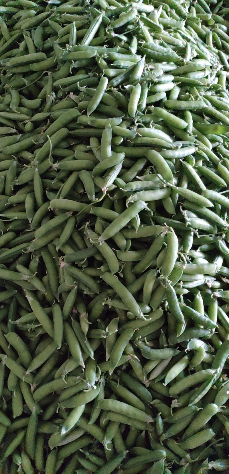 豌豆荚上市了