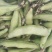 城固蚕豆，胡豆棵粒包满绿青艳色口:感面甜