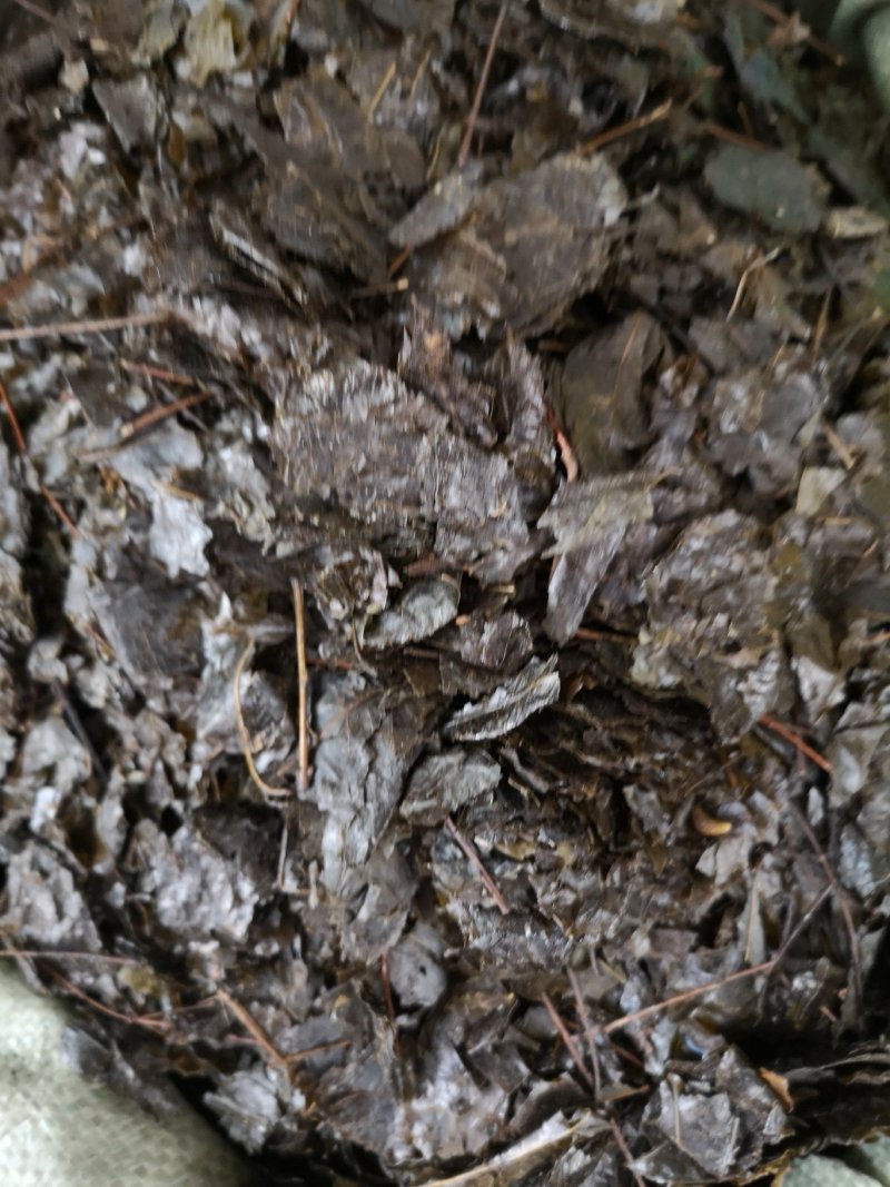 毛冬青中药毛冬青苦丁茶大叶苦丁茶散装批发