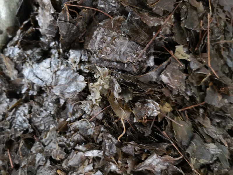 毛冬青中药毛冬青苦丁茶大叶苦丁茶散装批发