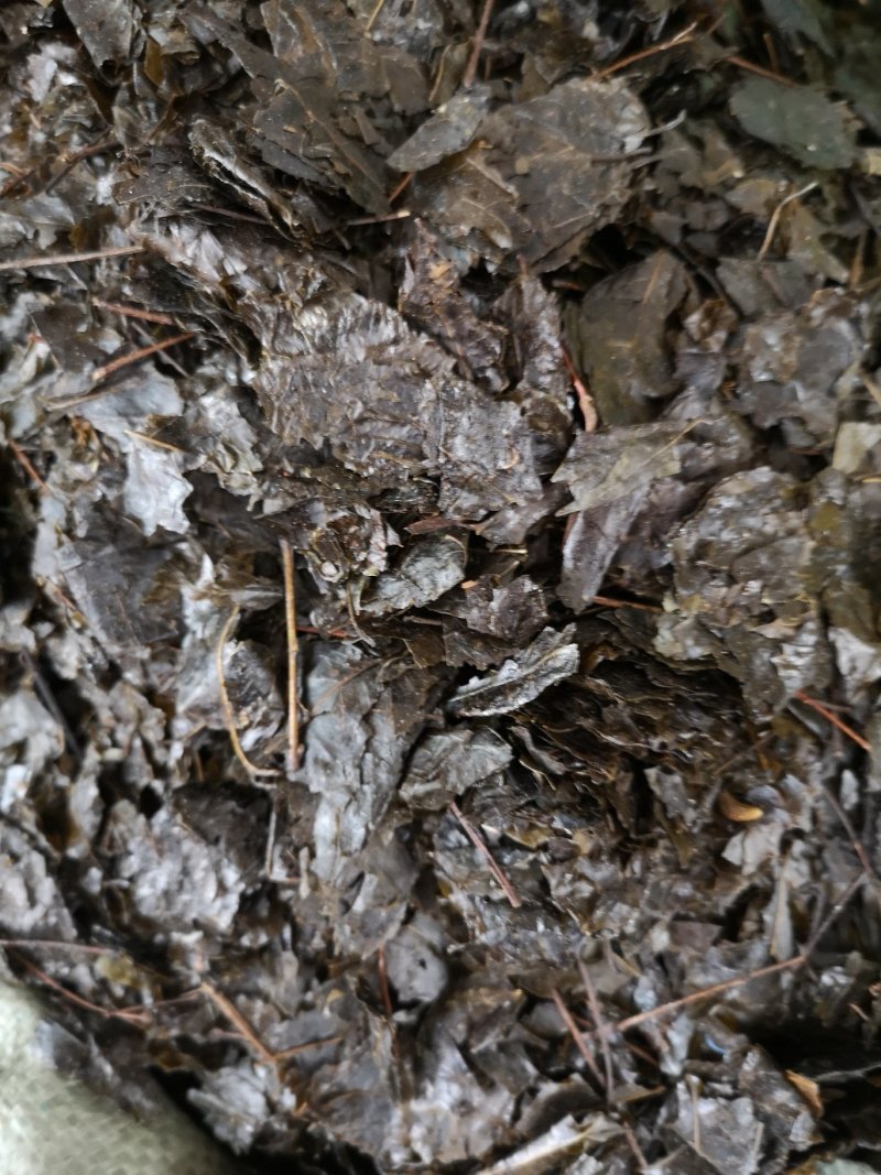 毛冬青中药毛冬青苦丁茶大叶苦丁茶散装批发
