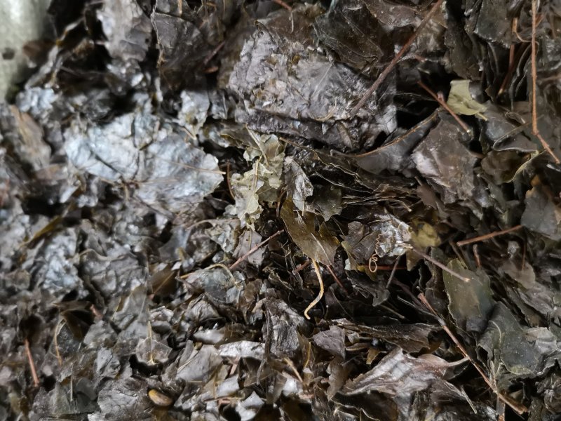 毛冬青中药毛冬青苦丁茶大叶苦丁茶散装批发