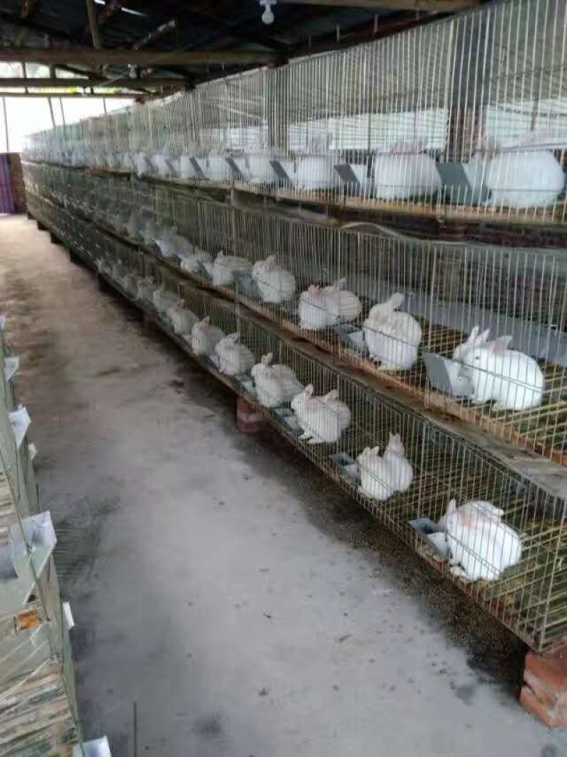 冷吃兔