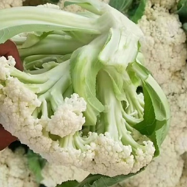 有机花