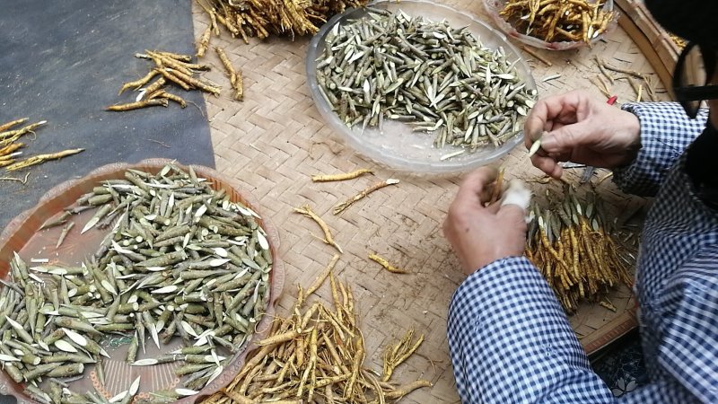 嫁接桑树苗，鸡爪桑果桑苗，观赏采摘必选