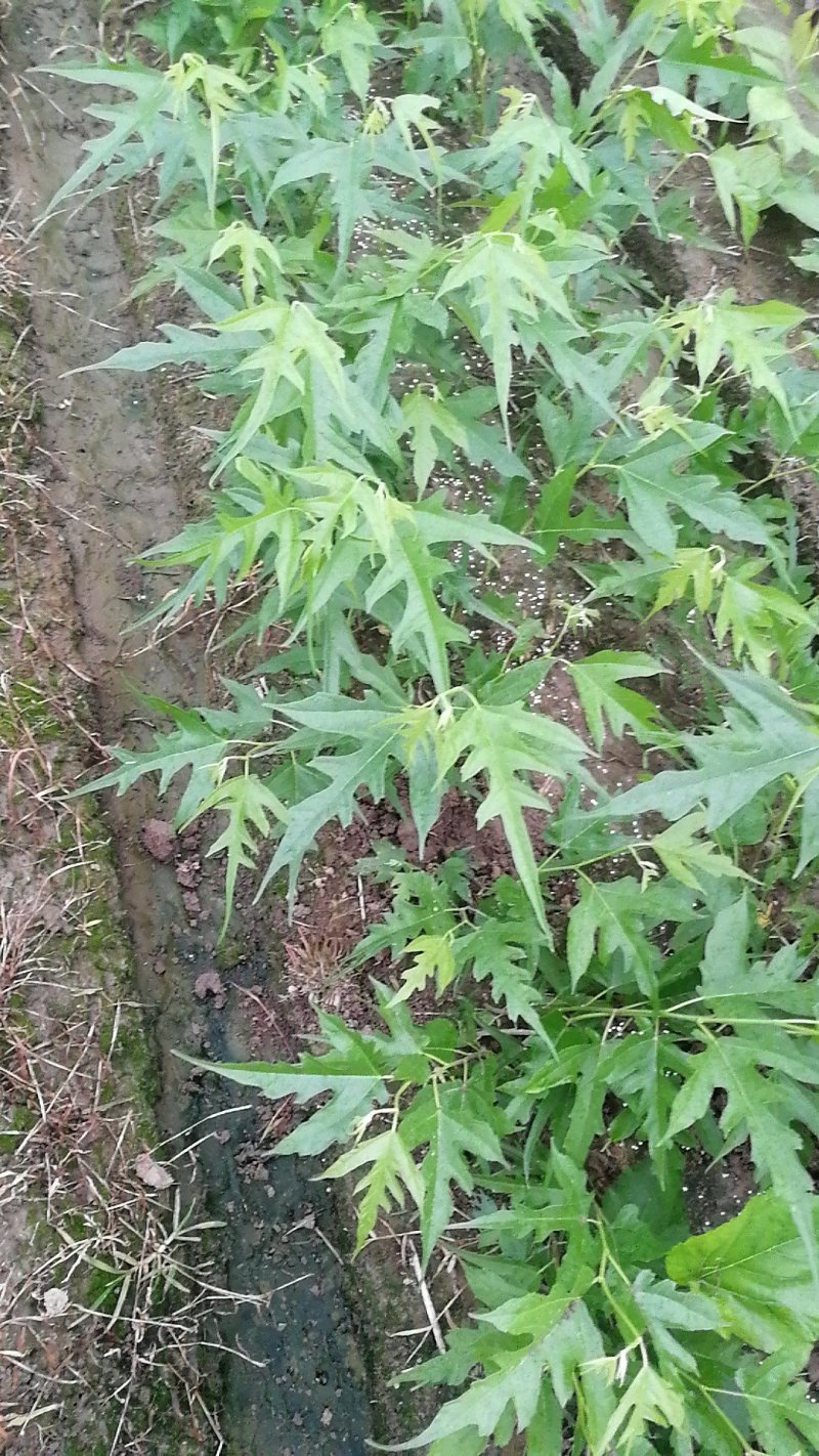 嫁接桑树苗，鸡爪桑果桑苗，观赏采摘必选