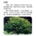 嫁接桑树苗，鸡爪桑果桑苗，观赏采摘必选
