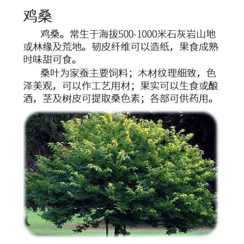 嫁接桑树苗，鸡爪桑果桑苗，观赏采摘必选