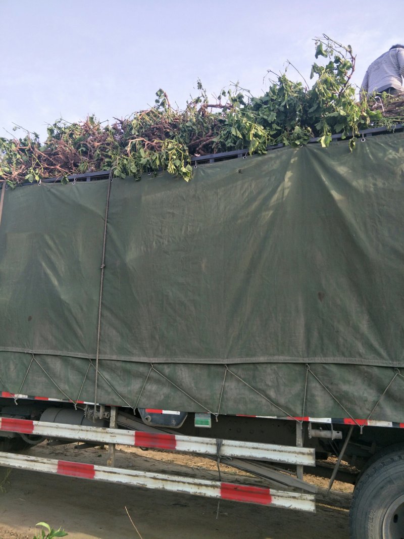 占地葡萄树！常年大量供应精品带叶葡萄树！欢迎来电咨询订购
