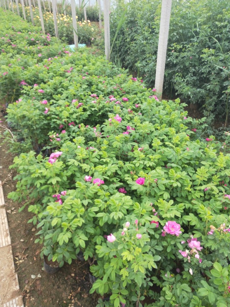 玫瑰花