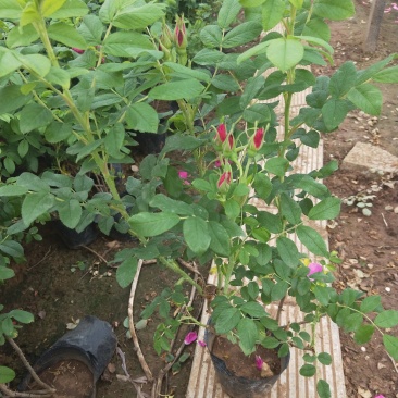 玫瑰花