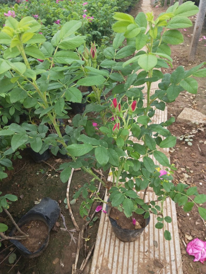 玫瑰花